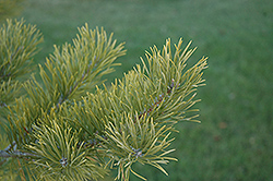 Scotch Pine (Pinus sylvestris) at The Green Spot Home & Garden