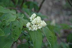 American Elder (Sambucus canadensis) at The Green Spot Home & Garden