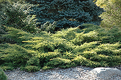 Gold Star Juniper (Juniperus chinensis 'Bakaurea') at The Green Spot Home & Garden