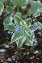 Variegated Siberian Bugloss (Brunnera macrophylla 'Variegata') at The Green Spot Home & Garden