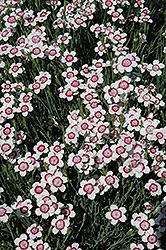 Arctic Fire Maiden Pinks (Dianthus deltoides 'Arctic Fire') at The Green Spot Home & Garden