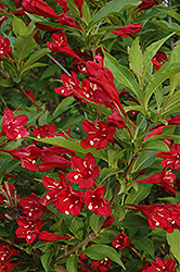 Red Prince Weigela (Weigela florida 'Red Prince') at The Green Spot Home & Garden