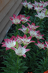 Lollypop Lily (Lilium 'Lollypop') at The Green Spot Home & Garden