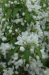 Spring Snow Flowering Crab (Malus 'Spring Snow') at The Green Spot Home & Garden