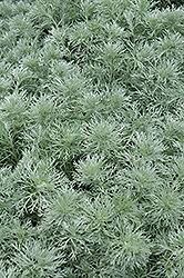 Silver Mound Artemisia (Artemisia schmidtiana 'Silver Mound') at The Green Spot Home & Garden