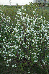 Northline Saskatoon (Amelanchier alnifolia 'Northline') at The Green Spot Home & Garden
