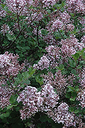 Dwarf Korean Lilac (Syringa meyeri 'Palibin') at The Green Spot Home & Garden