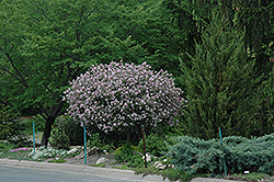 Dwarf Korean Lilac (tree form) (Syringa meyeri 'Palibin (tree form)') at The Green Spot Home & Garden