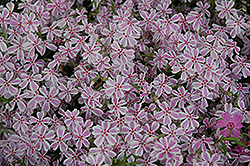 Candy Stripe Moss Phlox (Phlox subulata 'Candy Stripe') at The Green Spot Home & Garden