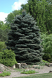 Fat Albert Blue Spruce (Picea pungens 'Fat Albert') at The Green Spot Home & Garden