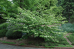 Pagoda Dogwood (Cornus alternifolia) at The Green Spot Home & Garden