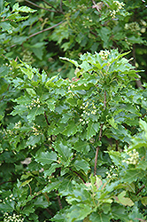 Emerald Elf Amur Maple (Acer ginnala 'Emerald Elf') at The Green Spot Home & Garden