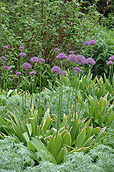 Purple Sensation Ornamental Onion (Allium 'Purple Sensation') at The Green Spot Home & Garden