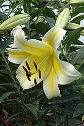 Conca D'Or Lily (Lilium 'Conca D'Or') at The Green Spot Home & Garden