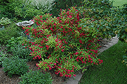 Red Prince Weigela (Weigela florida 'Red Prince') at The Green Spot Home & Garden