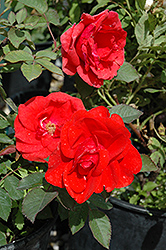 Morden Fireglow Rose (Rosa 'Morden Fireglow') at The Green Spot Home & Garden