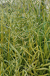 Skinner's Gold Brome Grass (Bromis inermis 'Skinner's Gold') at The Green Spot Home & Garden