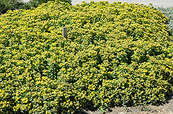 Golden Carpet Stonecrop (Sedum kamtschaticum 'Golden Carpet') at The Green Spot Home & Garden