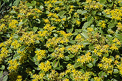 Golden Carpet Stonecrop (Sedum kamtschaticum 'Golden Carpet') at The Green Spot Home & Garden