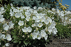 White Clips Bellflower (Campanula carpatica 'White Clips') at The Green Spot Home & Garden
