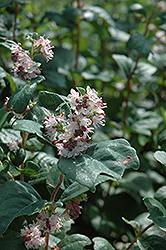 Wolfberry (Symphoricarpos occidentalis) at The Green Spot Home & Garden