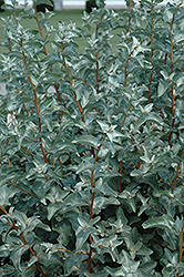 Silverberry (Elaeagnus commutata) at The Green Spot Home & Garden