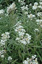 Pearly Everlasting (Anaphalis margaritacea) at The Green Spot Home & Garden