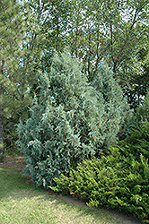 Wichita Blue Juniper (Juniperus scopulorum 'Wichita Blue') at The Green Spot Home & Garden