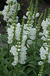 Miss Manners Obedient Plant (Physostegia virginiana 'Miss Manners') at The Green Spot Home & Garden