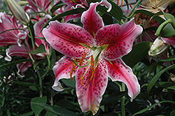 Stargazer Lily (Lilium 'Stargazer') at The Green Spot Home & Garden