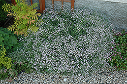 Common Baby's Breath (Gypsophila paniculata) at The Green Spot Home & Garden