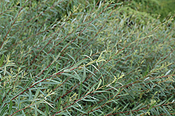 Dwarf Arctic Willow (Salix purpurea 'Nana') at The Green Spot Home & Garden