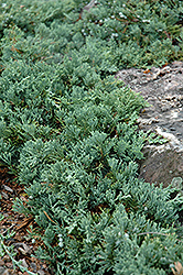 Blue Rug Juniper (Juniperus horizontalis 'Wiltonii') at The Green Spot Home & Garden