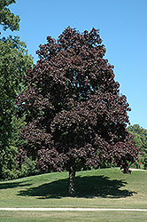Crimson King Norway Maple (Acer platanoides 'Crimson King') at The Green Spot Home & Garden