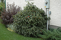 Mohican Viburnum (Viburnum lantana 'Mohican') at The Green Spot Home & Garden