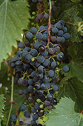 Frontenac Grape (Vitis 'Frontenac') at The Green Spot Home & Garden