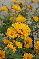 Bressingham Doubloon Sunflower (Heliopsis helianthoides 'Bressingham Doubloon') at The Green Spot Home & Garden