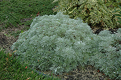 Silver Mound Artemisia (Artemisia schmidtiana 'Silver Mound') at The Green Spot Home & Garden