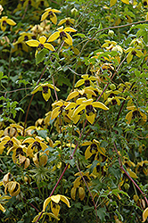 Golden Tiara Clematis (Clematis tangutica 'Golden Tiara') at The Green Spot Home & Garden