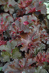 Crimson Curls Coral Bells (Heuchera 'Crimson Curls') at The Green Spot Home & Garden