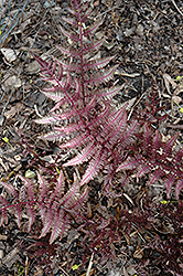 Burgundy Lace Painted Fern (Athyrium nipponicum 'Burgundy Lace') at The Green Spot Home & Garden