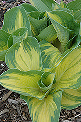 Great Expectations Hosta (Hosta 'Great Expectations') at The Green Spot Home & Garden