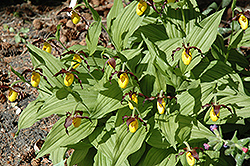 Yellow Lady's Slipper (Cypripedium parviflorum) at The Green Spot Home & Garden