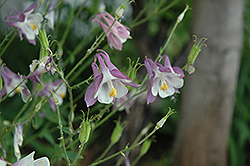 Common Columbine (Aquilegia vulgaris) at The Green Spot Home & Garden