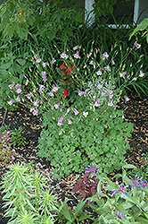 Common Columbine (Aquilegia vulgaris) at The Green Spot Home & Garden