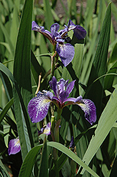 Siberian Iris (Iris sibirica) at The Green Spot Home & Garden