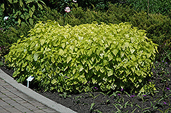 Golden Jubilee Anise Hyssop (Agastache foeniculum 'Golden Jubilee') at The Green Spot Home & Garden