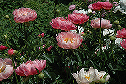 Coral Charm Peony (Paeonia 'Coral Charm') at The Green Spot Home & Garden