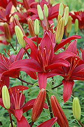 Nerone Lily (Lilium 'Nerone') at The Green Spot Home & Garden