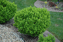 Globe Peashrub (Caragana frutex 'Globosa') at The Green Spot Home & Garden